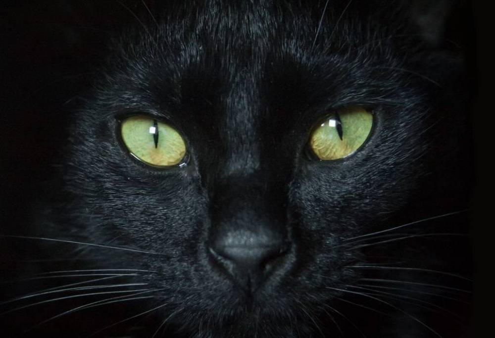 Музей Булгакова объявил конкурс на лучший образ кота Бегемота