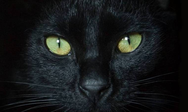 Музей Булгакова объявил конкурс на лучший образ кота Бегемота