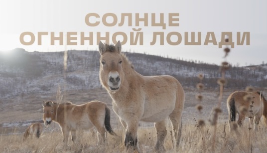 Вышел документальный фильм «Солнце огненной лошади» о переселении лошадей Пржевальского в Хакасию