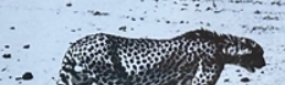 Работа Питера Бирда «Охота на гепардов в пустыне Тару» выставлена на торги