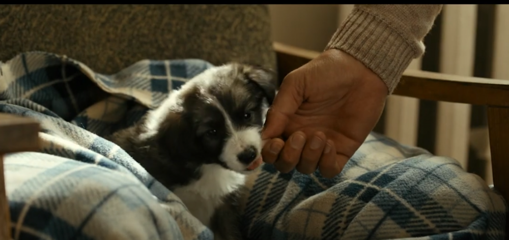 В прокат выйдет фильм для всей семьи “Каждый мечтает о собаке”