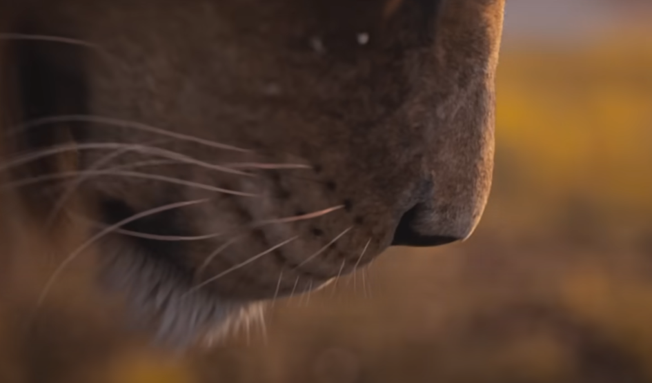Вышел тизер мультфильма «Муфаса: Король Лев»