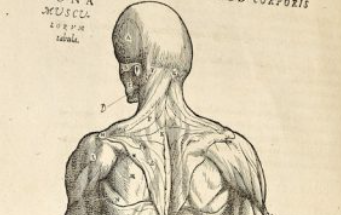 Редкий учебник по анатомии эпохи Возрождения продан на аукционе за 2,2 миллиона долларов