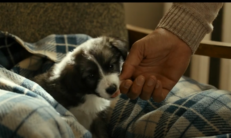 В прокат выйдет фильм для всей семьи «Каждый мечтает о собаке»